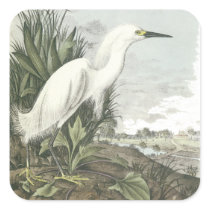 Snowy Egret, John Audubon Square Sticker