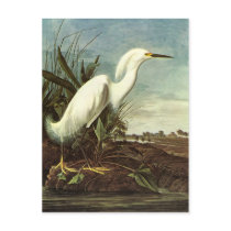 Snowy Egret, John James Audubon Postcards