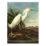 Snowy Egret, John James Audubon Postcards