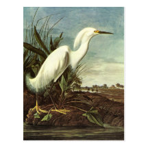 Snowy Egret, John James Audubon Postcards