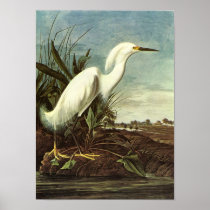 Snowy Egret, John James Audubon Posters