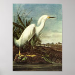 Snowy Egret, John James Audubon Posters