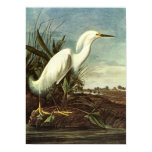 Snowy Egret, John James Audubon posters