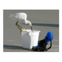 Snowy Egret on a Bait Bucket Post Cards