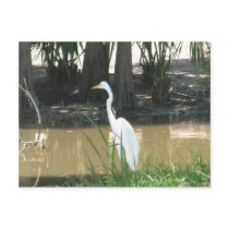 Snowy Egret Post Cards
