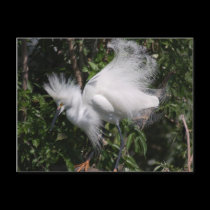 Snowy Egret postcards
