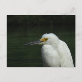 Snowy Egret Postcard postcard