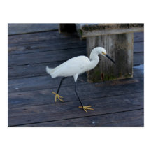 Snowy Egret Postcards