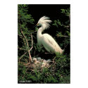 Snowy Egret posters by gwester Snowy Egret posters