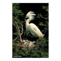 Snowy Egret posters by gwester Snowy Egret posters