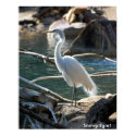 Snowy Egret Poster posters
