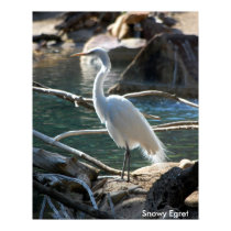 Snowy Egret Poster posters