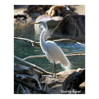 Snowy Egret Poster by nwillens