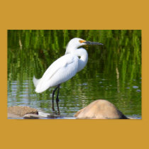 Snowy Egret posters