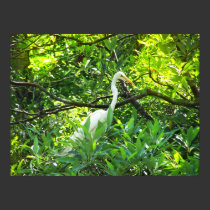 Snowy Egret Roosting posters