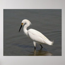 Snowy Egret Walking Print