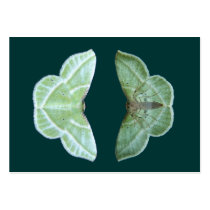 Snowy Emerald moth ~ ATC card business cards