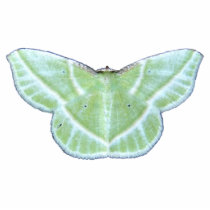 Snowy Emerald moth ~ ornament photo sculptures