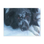 Snowy Faced Border Collie Dog Photo Postcard Snowy Faced Border Collie Dog Photo Postcard