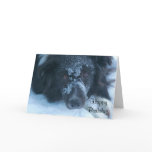 Snowy Faced Border Collie Photo Birthday Card Snowy Faced Border Collie Photo Birthday Card