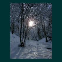 Snowy Forest Trail posters