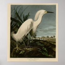 Snowy Heron or White Egret Posters