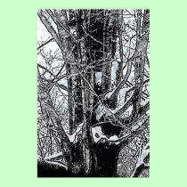 Snowy Maple Poster The MUSEUM Zazzle Gifts posters