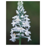 Snowy Orchid flyers