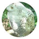 Snowy Owl Bird stickers