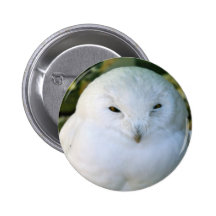 Snowy Owl Buttons