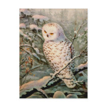 SNOWY OWL by SHARON SHARPE postcards
