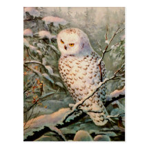 SNOWY OWL by SHARON SHARPE Postcard