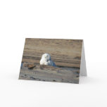 Snowy Owl Card cards