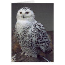 Snowy owl - card