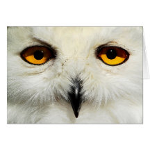 Snowy Owl Card