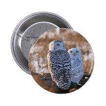 Snowy Owl Couple Pin