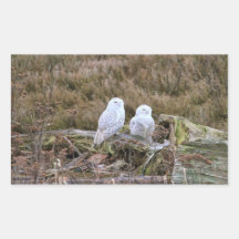 Snowy Owl Couple Rectangular Stickers