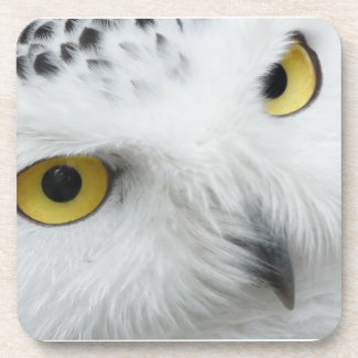 Snowy Owl Eyes Coaster