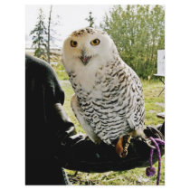 Snowy Owl flyers by animalpark Snowy Owl flyers