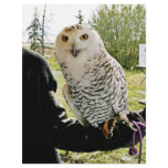 Snowy Owl flyers