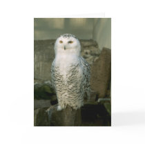 Snowy owl - greeting card
