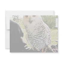 Snowy Owl invitations by animalpark Snowy Owl invitations