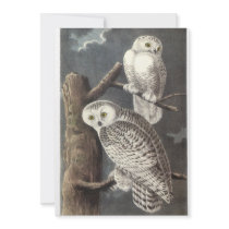 Snowy Owl, John Audubon Personalized Invites