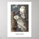 Snowy Owl, John Audubon Print
