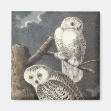 Snowy Owl, John Audubon Refrigerator Magnet