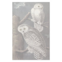 Snowy Owl, John Audubon Stationery