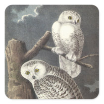 Snowy Owl, John Audubon Square Stickers