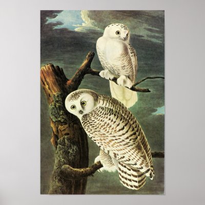 Snowy Owl, John James Audubon Posters by vintagetreasurechest