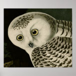 Snowy Owl, John James Audubon Print