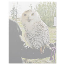 Snowy Owl Personalized Letterhead